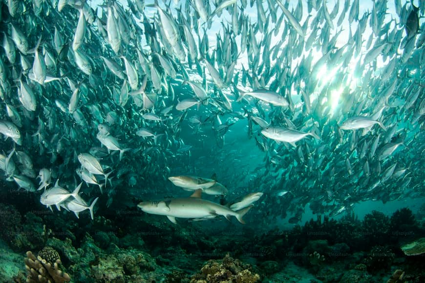 skipjack tuna